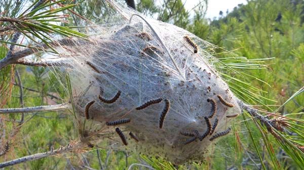 Iniciada la campaña contra la procesionaria de los pinos