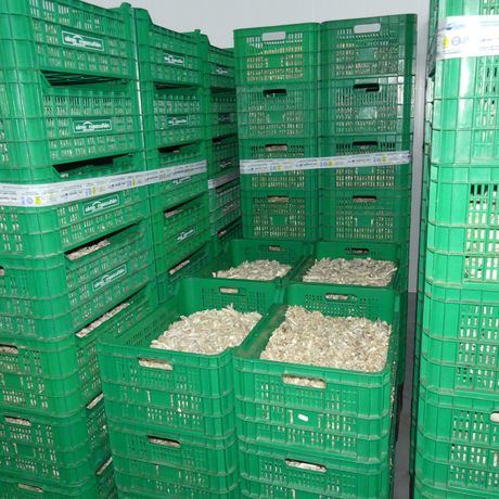 Las exportaciones de Cuenca arrancan 2026 con una fuerte caída del 35,9%