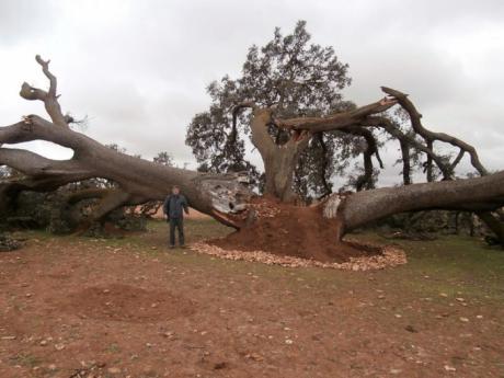 Se inicia el expediente para declarar la ‘Carrasca Ruli’ de Mota del Cuenca como árbol singular