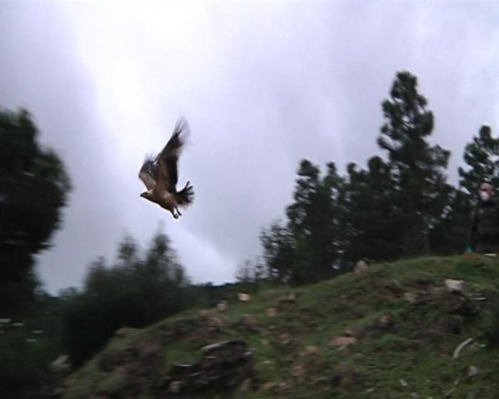 Se sigue impulsando la recuperación de las especies “en peligro de extinción” y libera un águila imperial