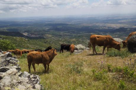 Mañana llegan a las cuentas de 1.445 ganaderos de la región un total de 9,4 millones de euros de ayudas asociadas de la PAC para vacas nodrizas
