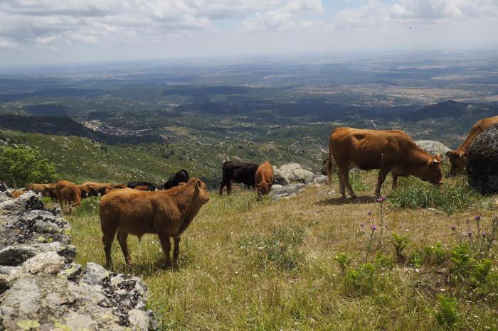 Mañana llegan a las cuentas de 1.445 ganaderos de la región un total de 9,4 millones de euros de ayudas asociadas de la PAC para vacas nodrizas