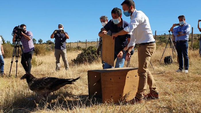 Se trabaja para reintroducir al quebrantahuesos en la Serranía de Cuenca y el Alto Tajo