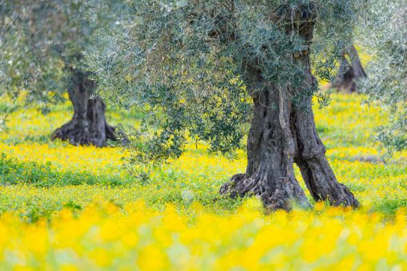 #EducarenCLM abordará en abril la sostenibilidad y el cambio climático con la participación de destacados especialistas y varios centros educativos