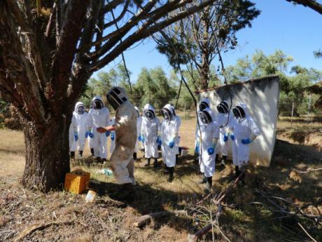 Efectivos del cuerpo de bomberos participan en el curso de intervención apícola para la retirada de enjambres de abejas en el entorno urbano