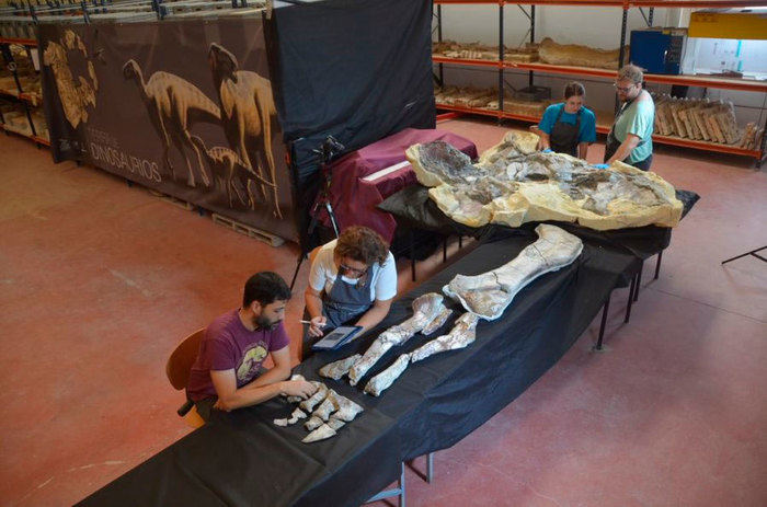 Concluye la restauración de una extremidad del titanosaurio de ‘Lo Hueco’, un hecho muy relevante para el estudio de los fósiles europeos