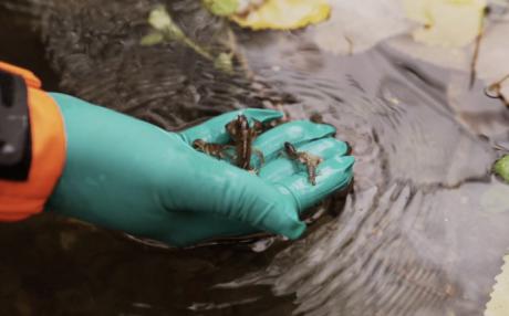 Liberan 3.000 ejemplares de cangrejo ibérico para reintroducirlos en el río Tejadillos