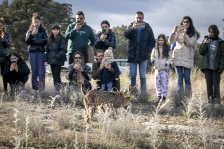 Ventolera y Uraclio, los primeros linces ibéricos liberados en la nueva área de reintroducción de Cuenca