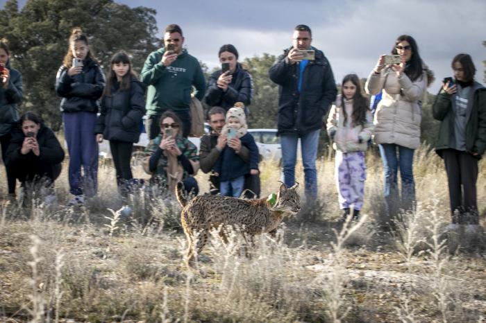 Ventolera y Uraclio, los primeros linces ibéricos liberados en la nueva área de reintroducción de Cuenca