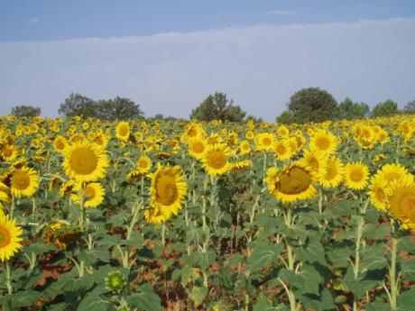 El Centro de Albaladejito publica la ubicación de sus campos de ensayo de girasol para la campaña 2025