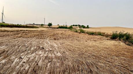 ASAJA Cuenca exige a Agroseguro peritaciones justas y rápidas ante los graves daños por pedrisco en el cereal