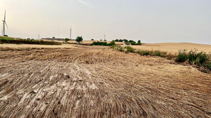 ASAJA Cuenca exige a Agroseguro peritaciones justas y rápidas ante los graves daños por pedrisco en el cereal