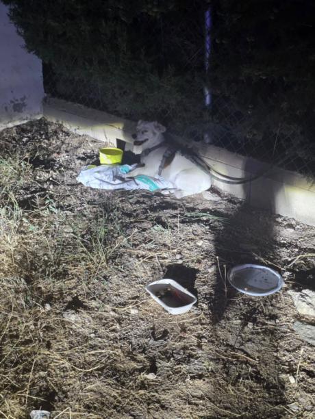 La Policía Local de Cuenca propone sancionar al propietario de un perro por abandonarlo en el albergue provincial