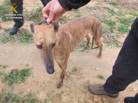 Detenida una persona por la sustracción de seis perros