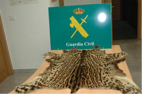 La Guardia Civil ha incautado una piel de ocelote en la ciudad de Toledo