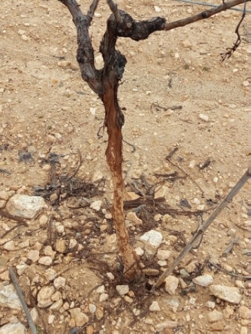 Horcajo de Santiago reclama a la Junta compensaciones por los daños de la plaga de conejos en los cultivos