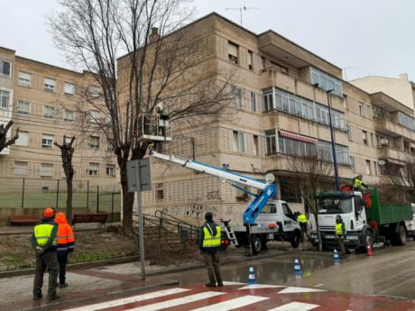 El Ayuntamiento avanza en el Plan de Podas 2025-2026 para reforzar la seguridad en los espacios verdes