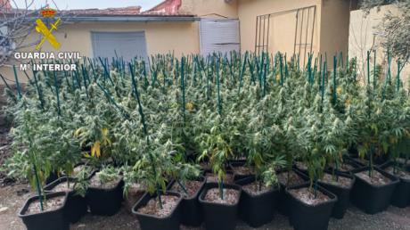 Desmantelan una plantación de marihuana indoor en la urbanización “El Ballestar” de Barajas de Melo
