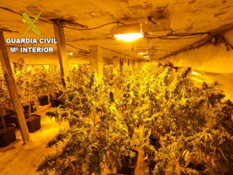 Desmanteladas tres plantaciones de marihuana en Villanueva de la Jara y Vara de Rey