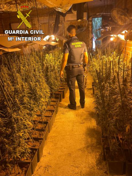 Desarticulado un laboratorio de marihuana con 796 plantas en Santa Olalla