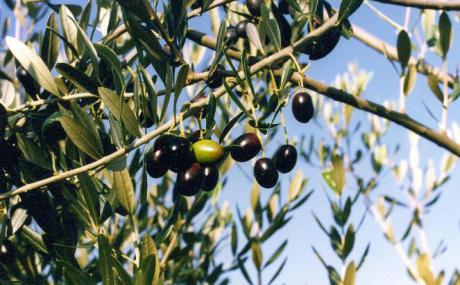 Asaja advierte que falta mano de obra para la recogida de aceitunas en Cuenca