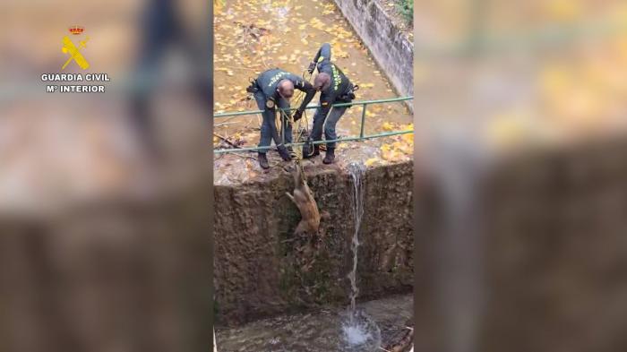 Rescatado un corzo atrapado en el canal de la Laguna de Uña
