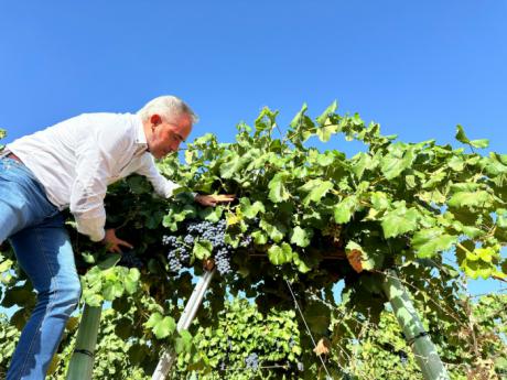 Bodegas y cooperativas de Cuenca recibirán 6,5 millones de euros en la convocatoria 2025 de VINATI