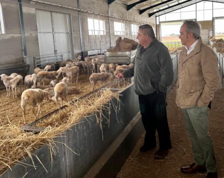 Casi 2,4 millones de euros en ayudas para el sector ovino y caprino en Cuenca, gracias al anticipo de la PAC