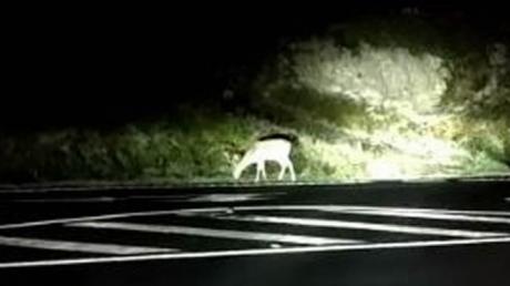 Los animales causan el doble de accidentes de tráfico este año en la provincia