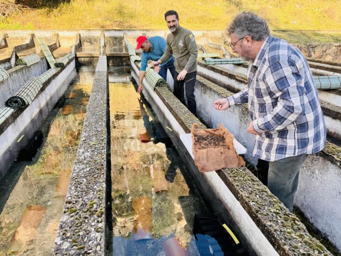 Liberación de 1.500 crías de cangrejo en la piscifactoría de Uña para conservar la especie