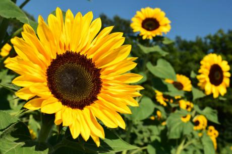 Se siembra el girasol en un momento "óptimo" tras las últimas lluvias