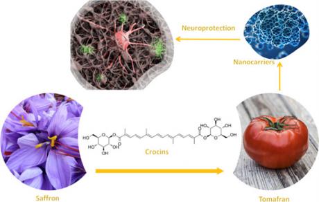 El grupo Bioforce de la UCLM demuestra que la planta ‘Tomafrán’ y sus exosomas tienen propiedades neuroprotectoras