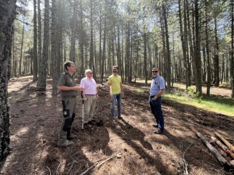 Podas, aclareos y limpieza de matorral para crear montes más resistentes en Cuenca
