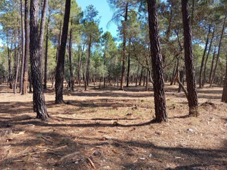 Almodóvar del Pinar refuerza el mantenimiento de su monte público con tratamientos selvícolas preventivos
