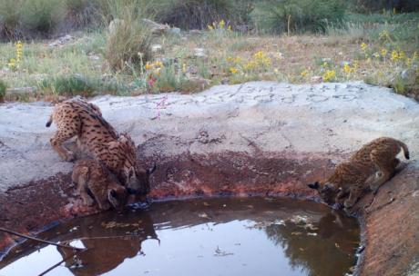 Nacen los primeros cachorros de lince ibérico en Cuenca tras el inicio del programa de reintroducción