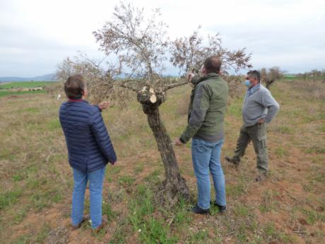 El 70 por ciento de la producción de aceituna de La Alcarria de los próximos años, en peligro por los daños que Filomena ocasionó en el olivar
