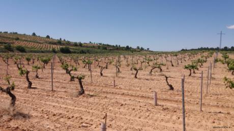 Varios miles de hectáreas de uva bobal de La Manchuela, afectadas por marchitez fisiológica como consecuencia del pedrisco, la humedad y las bajas temperaturas