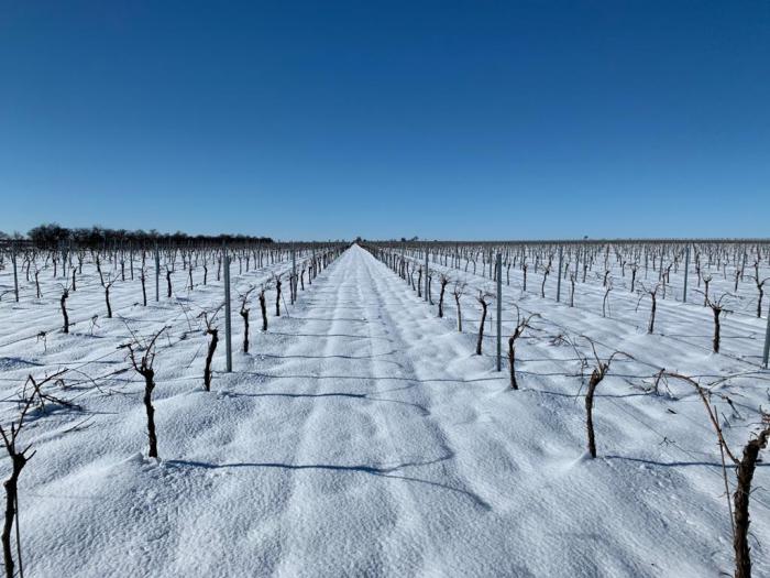 Asaja Cuenca alerta de importantes daños en el olivar de La Alcarria por el temporal de nive y hielo