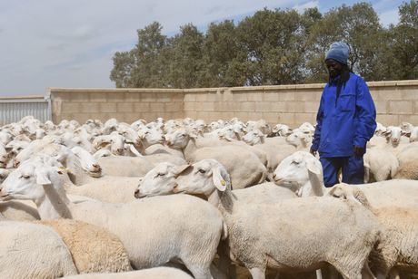 Mamadou es uno de esos alumnos de la Escuela de Pastores: llegó hace 4 años de Senegal y hoy trabaja en una explotación ganadera en Arcas, llevando 600 ovejas.