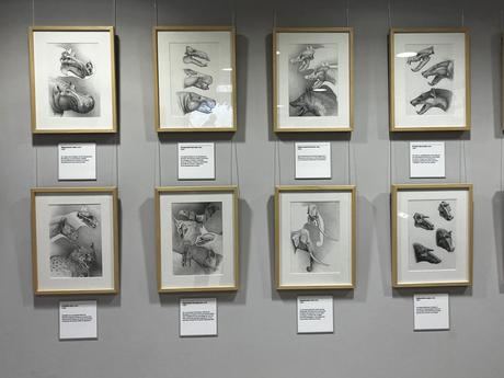 El MUPA amplía su espacio expositivo y muestra el trabajo del paleoartista Mauricio Antón