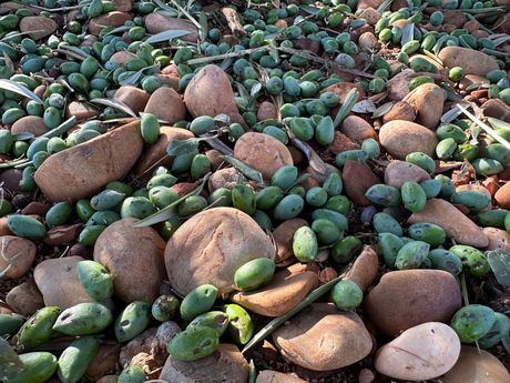 Agricultura estima daños severos en viñas y olivares de varias comarcas tras las fuertes tormentas