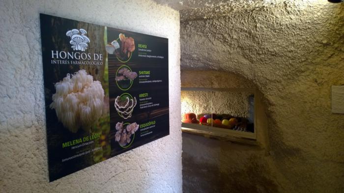 Cardenete celebra el décimo aniversario de su Museo Micológico con una jornada festiva y divulgativa