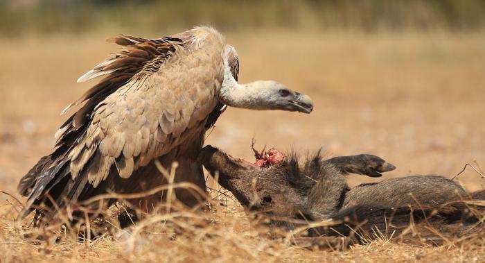 Más de 400 profesionales participan en las jornadas sobre zoonosis emergentes organizadas por el IREC