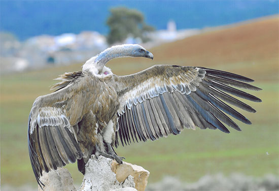 ’Pasen y vean’: Un buitre con las alas abiertas que posa sobre una roca en el término municipal de Zarzuela se ha alzado con el primer premio en categoría Profesional 