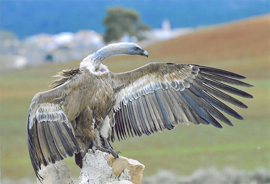’Pasen y vean’: Un buitre con las alas abiertas que posa sobre una roca en el término municipal de Zarzuela se ha alzado con el primer premio en categoría Profesional ’Pasen y vean’: Un buitre con las alas abiertas que posa sobre una roca en el término municipal de Zarzuela se ha alzado con el primer premio en categoría Profesional